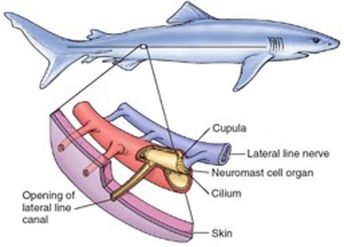 Shark lateral line ©  SW